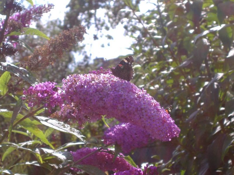 Schmetterling im Morgenlicht