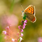 Schmetterling im Morgenlicht