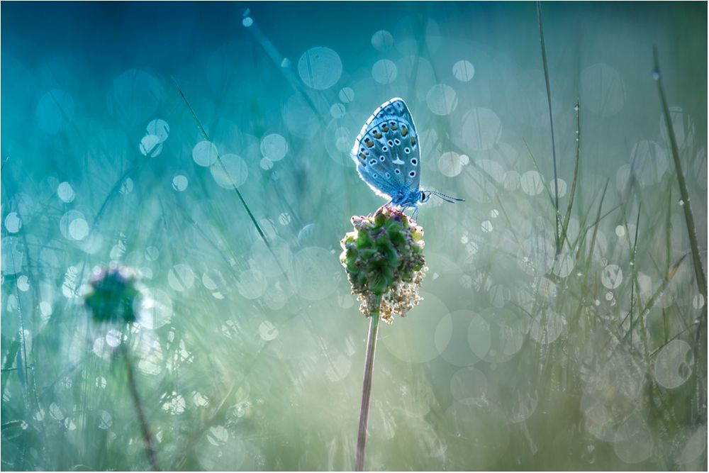 Schmetterling im Morgenlicht