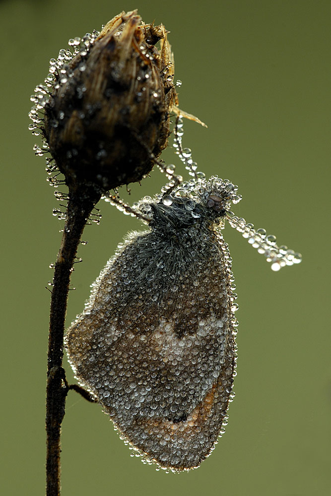 Schmetterling im Morgentau