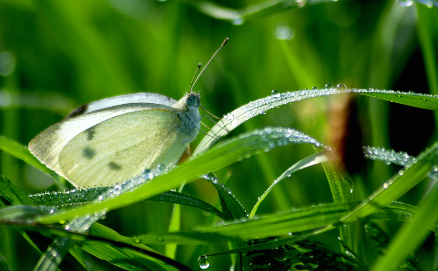 Schmetterling im Morgentau