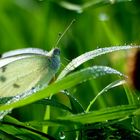 Schmetterling im Morgentau