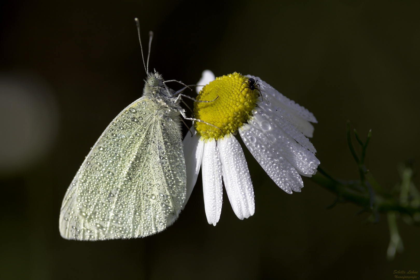 Schmetterling im Morgentau