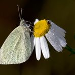 Schmetterling im Morgentau