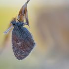 Schmetterling im Morgentau