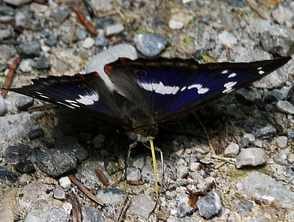 Schmetterling im Murnauer Moos