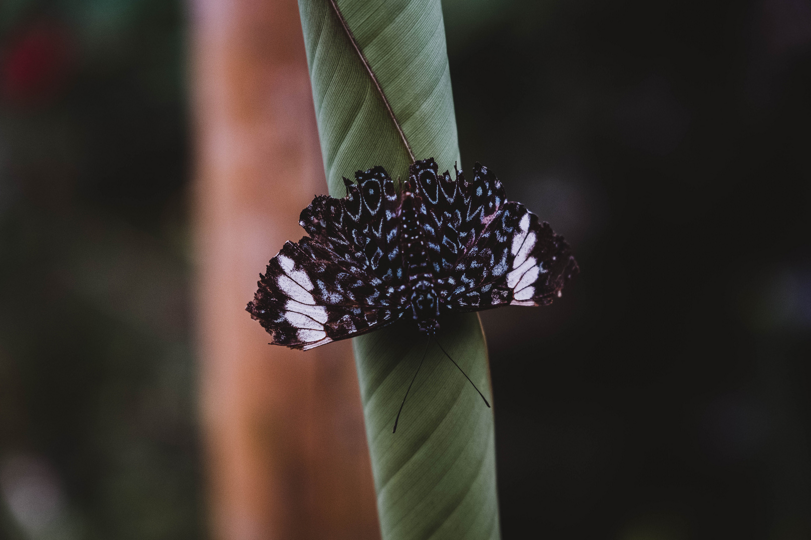 Schmetterling im Nebelwald Mindos, Ecuador