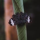 Schmetterling im Nebelwald Mindos, Ecuador