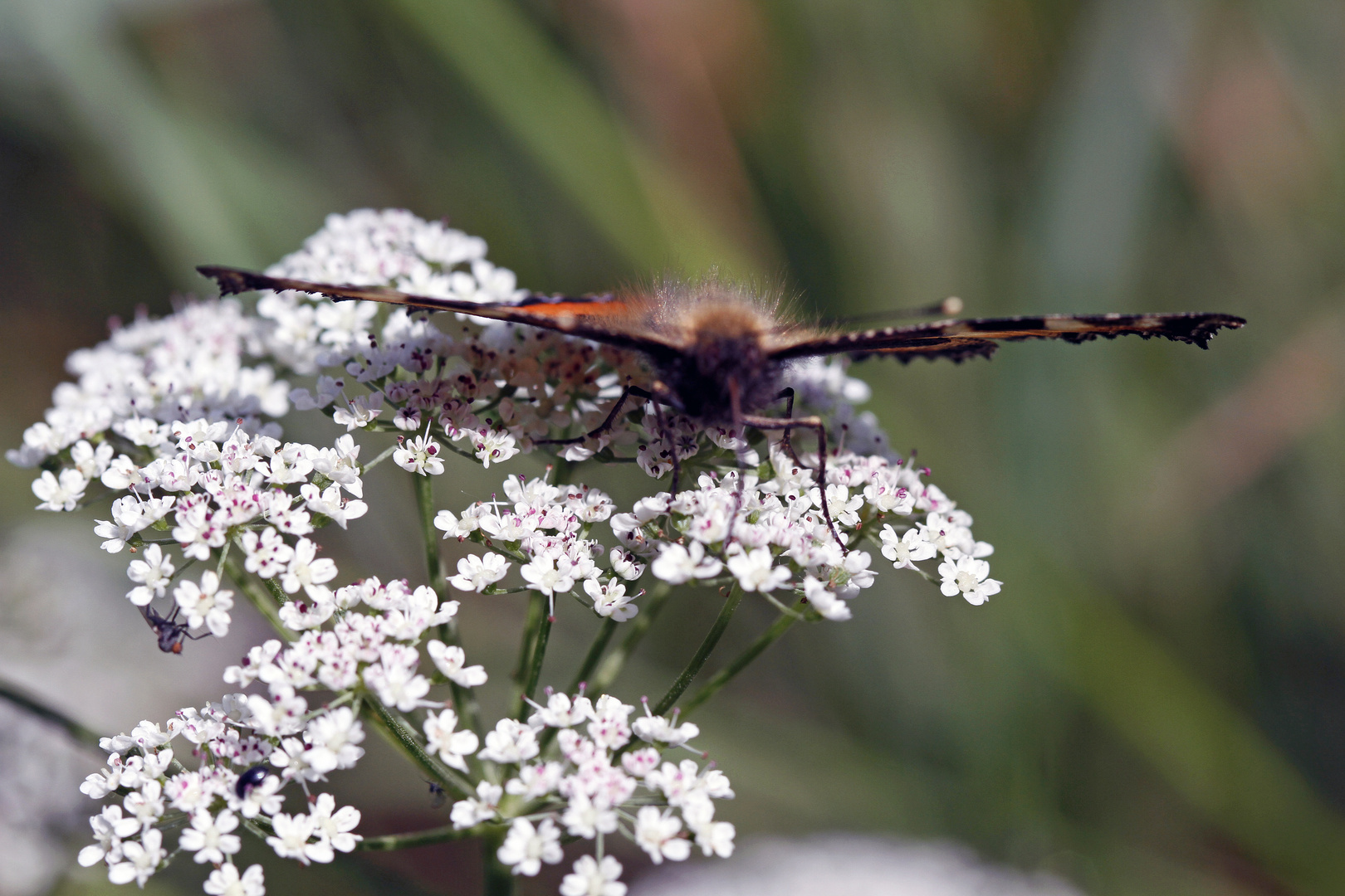 Schmetterling im Nektarrausch