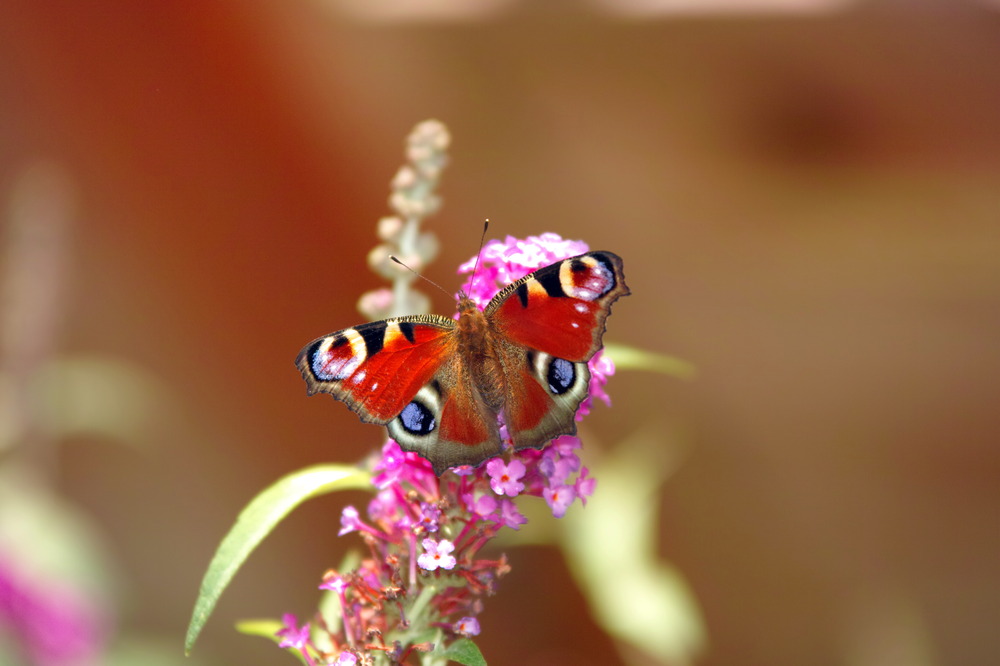 Schmetterling im Nektarrausch