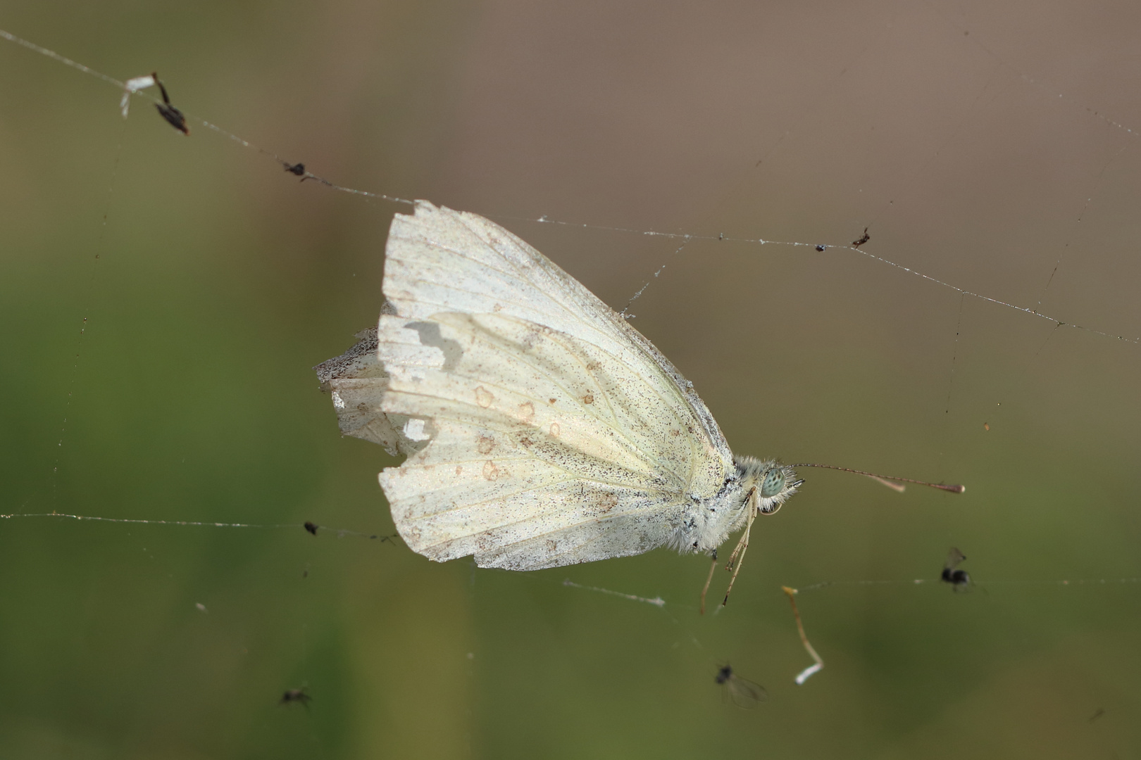 Schmetterling im Netz