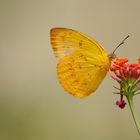 Schmetterling im Norden Thailands