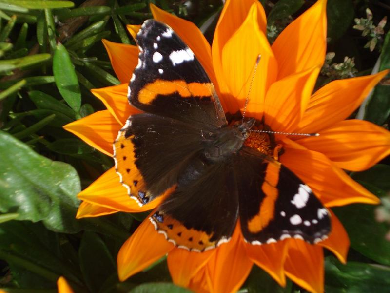 Schmetterling im November