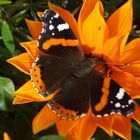 Schmetterling im November