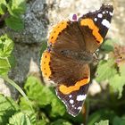 Schmetterling im November