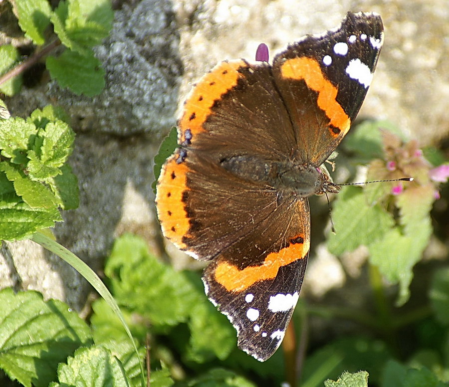 Schmetterling im November