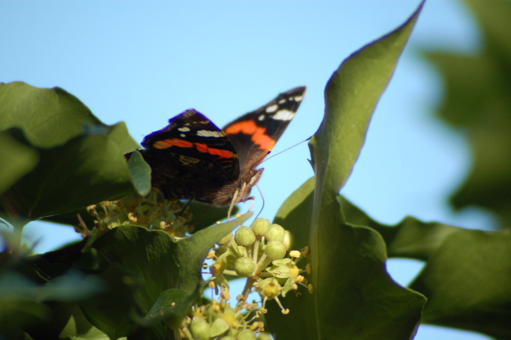 Schmetterling im November bei mir im Garten