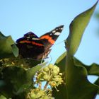 Schmetterling im November bei mir im Garten