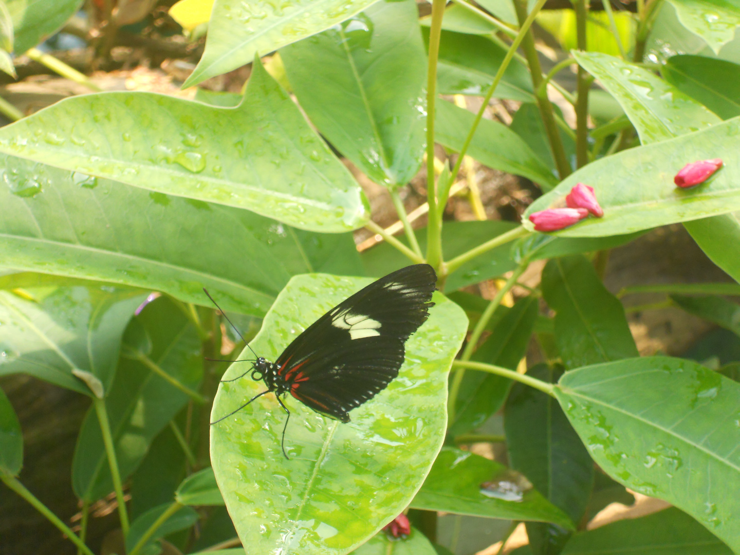 Schmetterling im Nürnberger Zoo