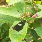 Schmetterling im Nürnberger Zoo