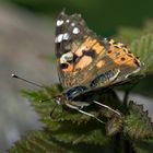 Schmetterling im Nußbaum