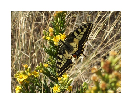 Schmetterling im Oktober