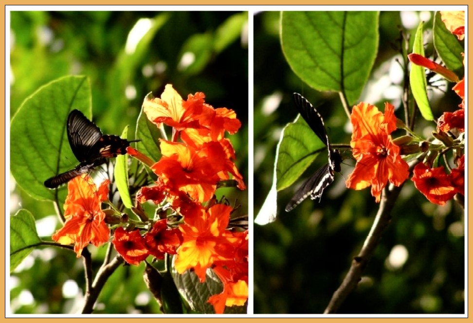 Schmetterling im Palmitos Park / GC