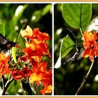 Schmetterling im Palmitos Park / GC