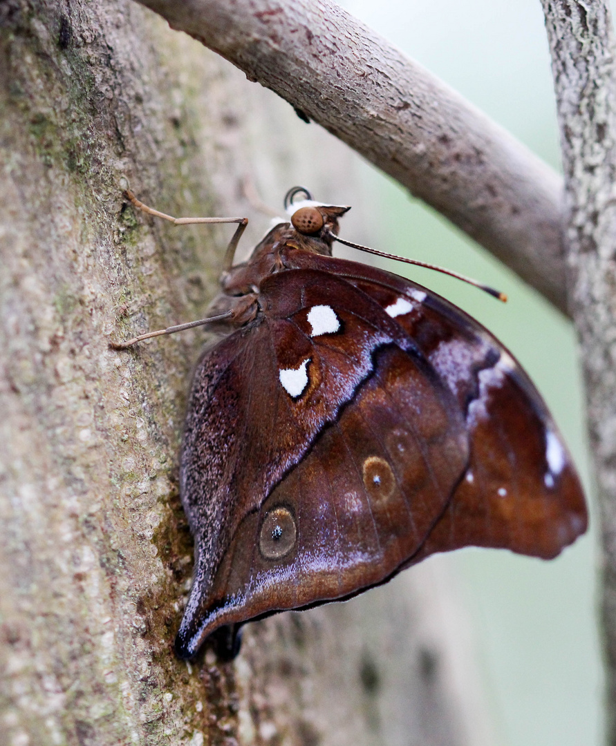 Schmetterling im Papiliorama in Kerzers (CH)