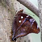 Schmetterling im Papiliorama in Kerzers (CH)