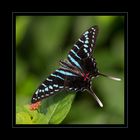 Schmetterling im Papiliorama in Kerzers