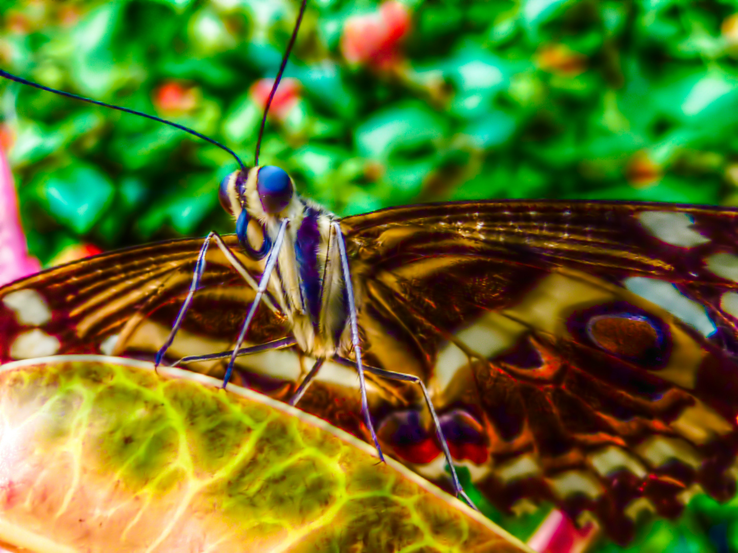 Schmetterling im Papiliorama Kerzers