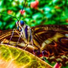 Schmetterling im Papiliorama Kerzers