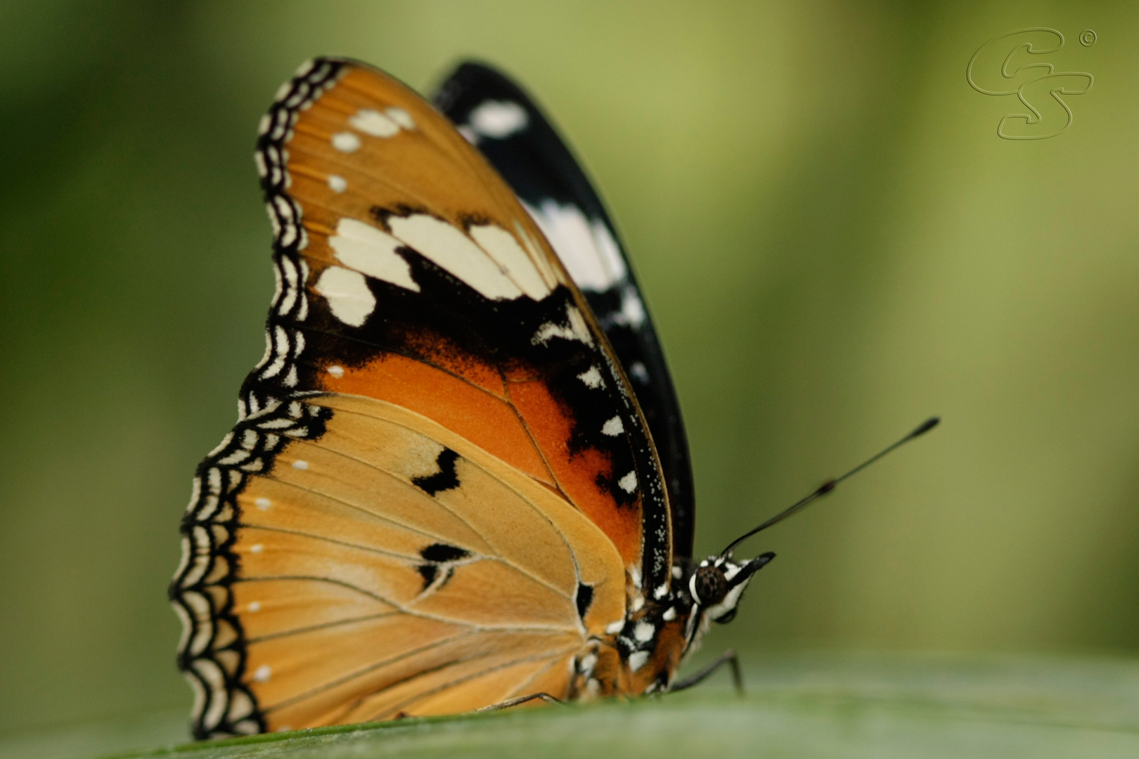 Schmetterling im Papillorama 2010