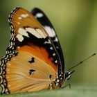 Schmetterling im Papillorama 2010