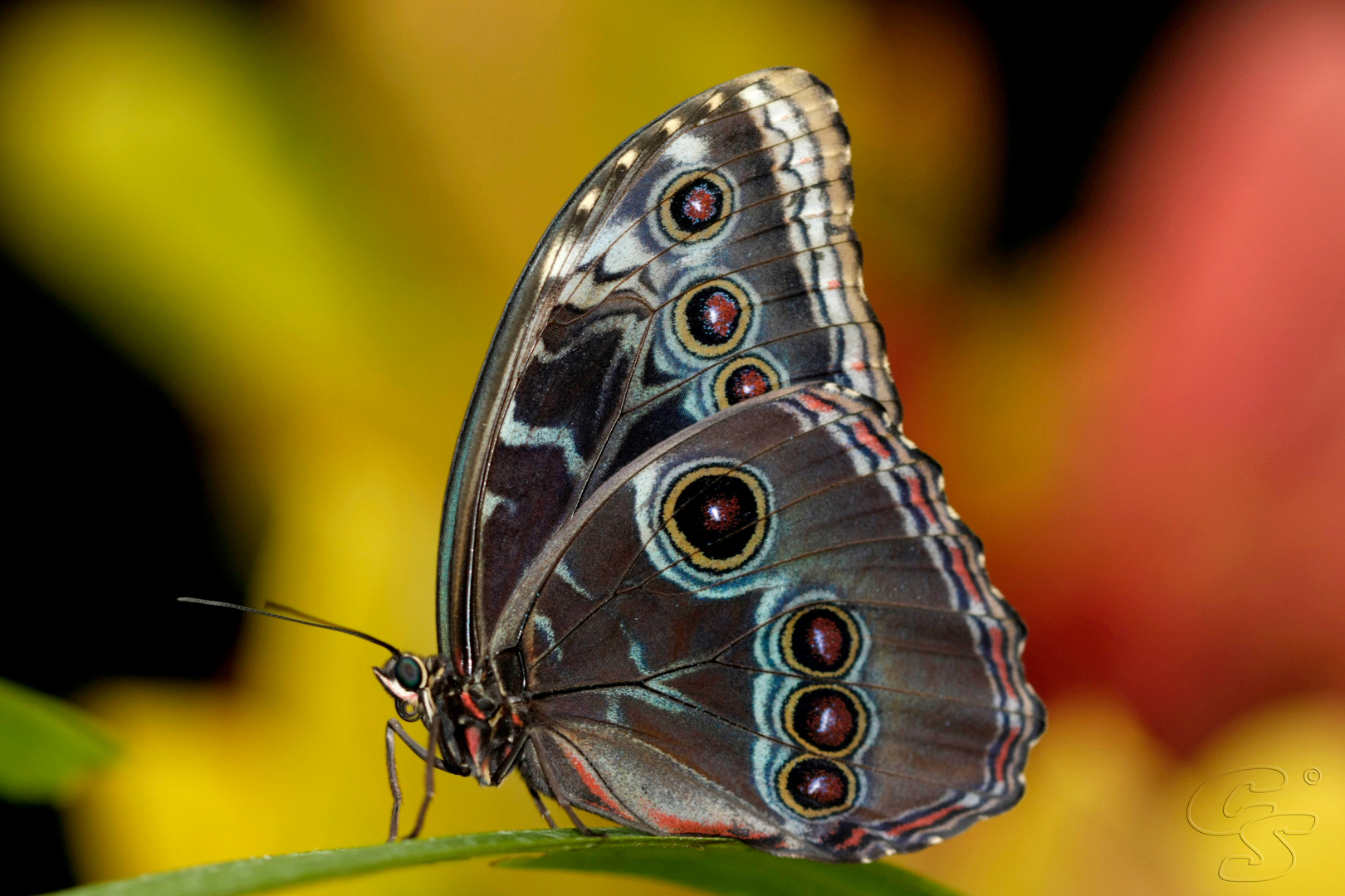 Schmetterling im Papillorama