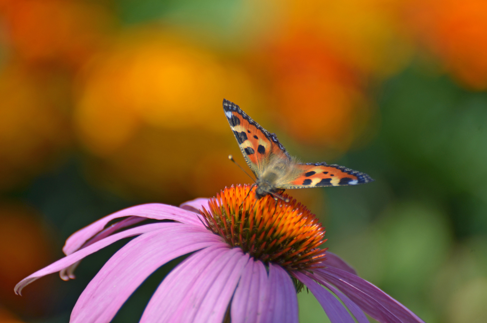 Schmetterling im Paradies