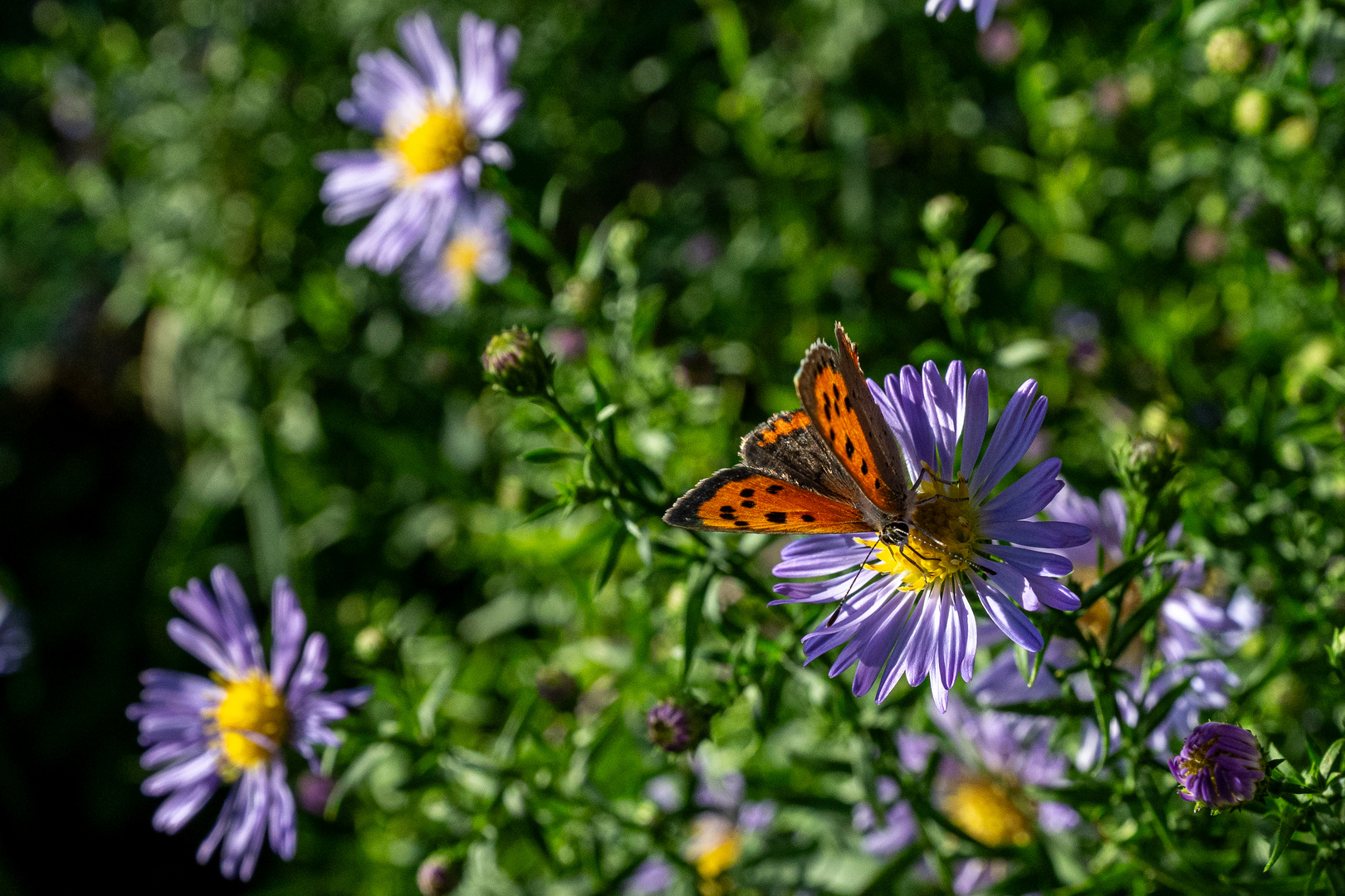 Schmetterling im Park