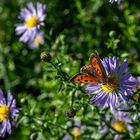 Schmetterling im Park