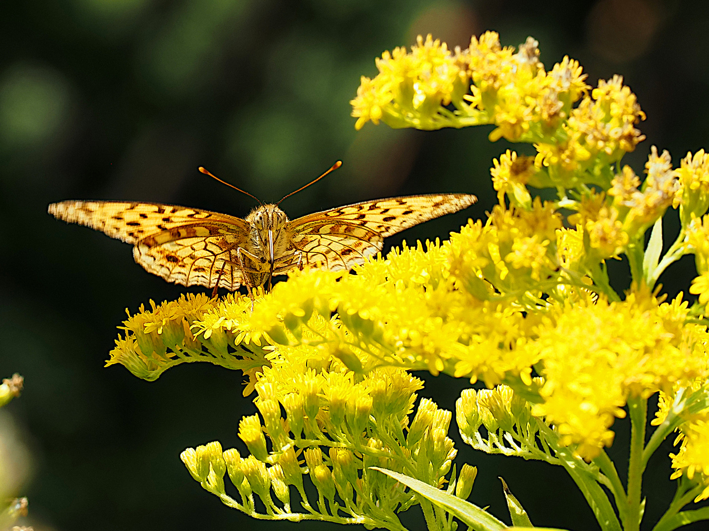 Schmetterling im Portrait in der Sonne