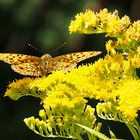 Schmetterling im Portrait in der Sonne