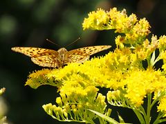 Schmetterling im Portrait in der Sonne