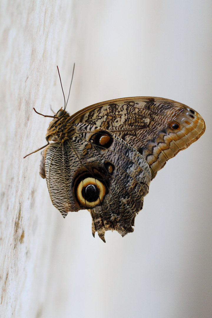 Schmetterling im Profil