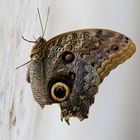 Schmetterling im Profil