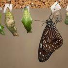 Schmetterling  im Puppenhaus