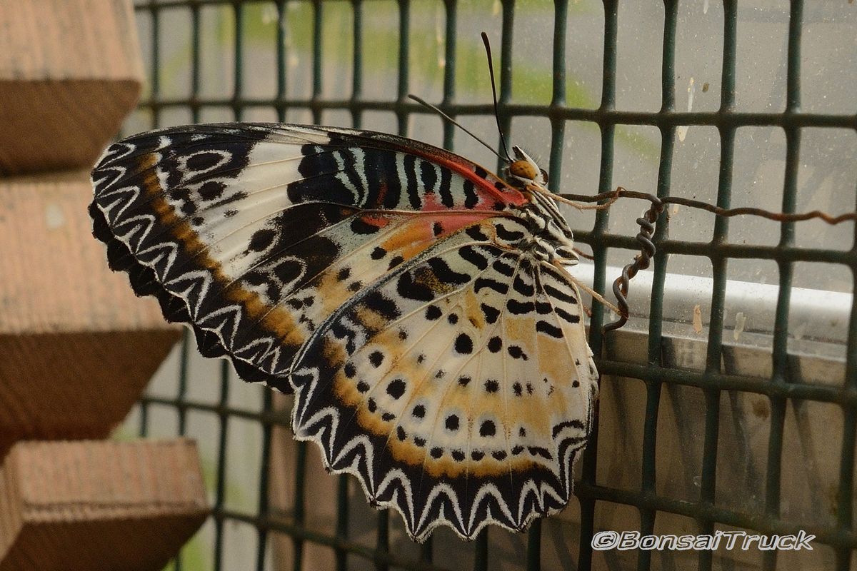 Schmetterling im Puppenkasten