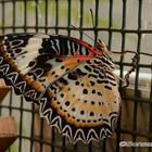 Schmetterling im Puppenkasten