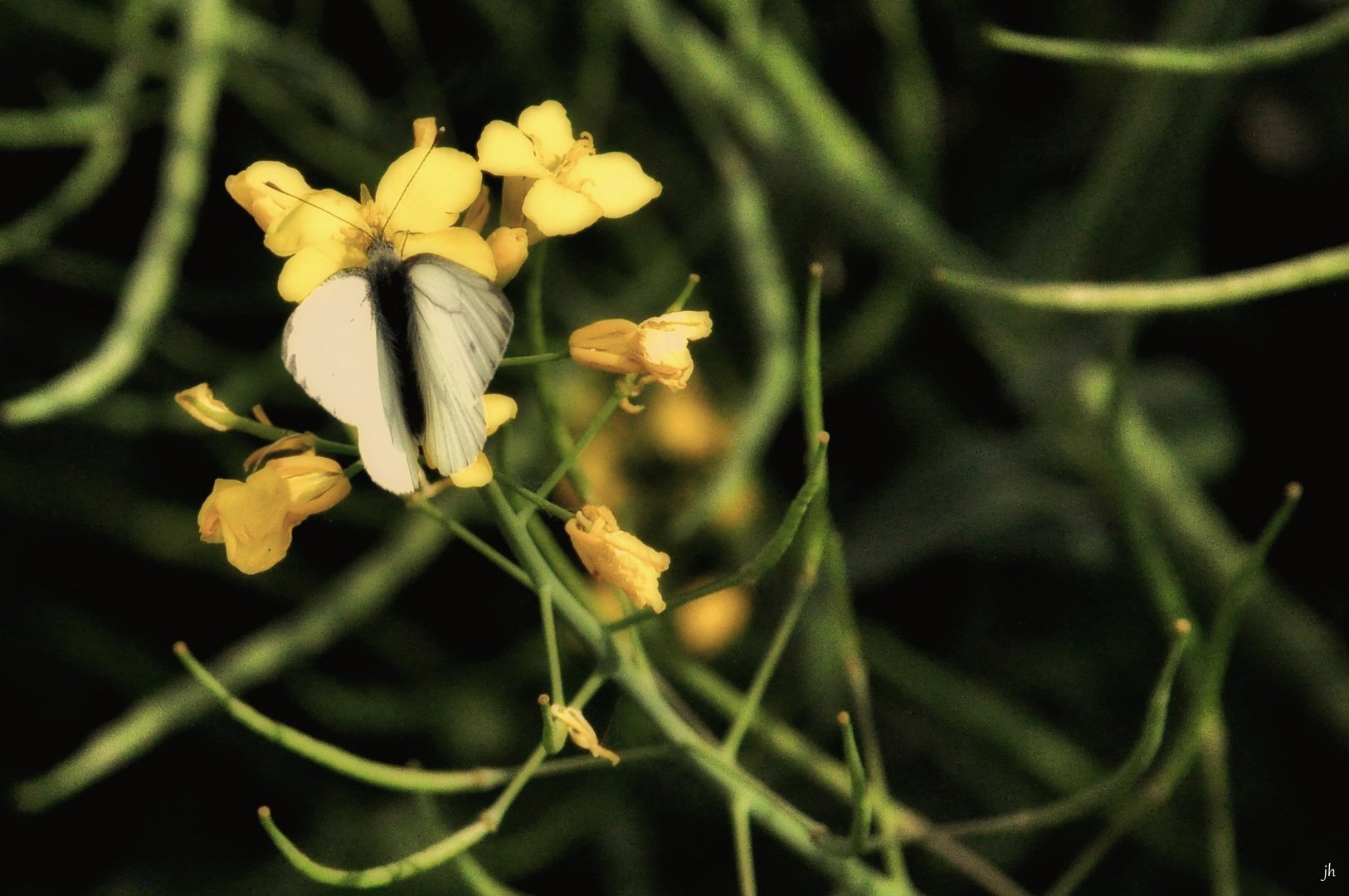 Schmetterling im Raps