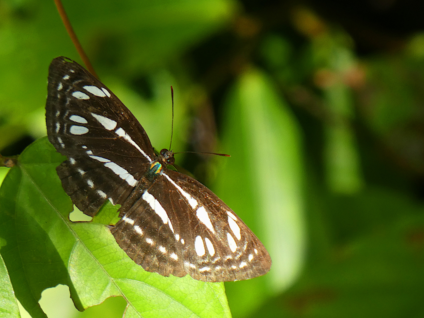 Schmetterling im Regenwald