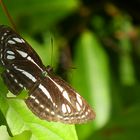 Schmetterling im Regenwald